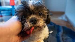 Dad Comforts Shih Tzu After a Tough Vet Visit by Chihuahua Porter 8,285 views 1 year ago 3 minutes, 55 seconds