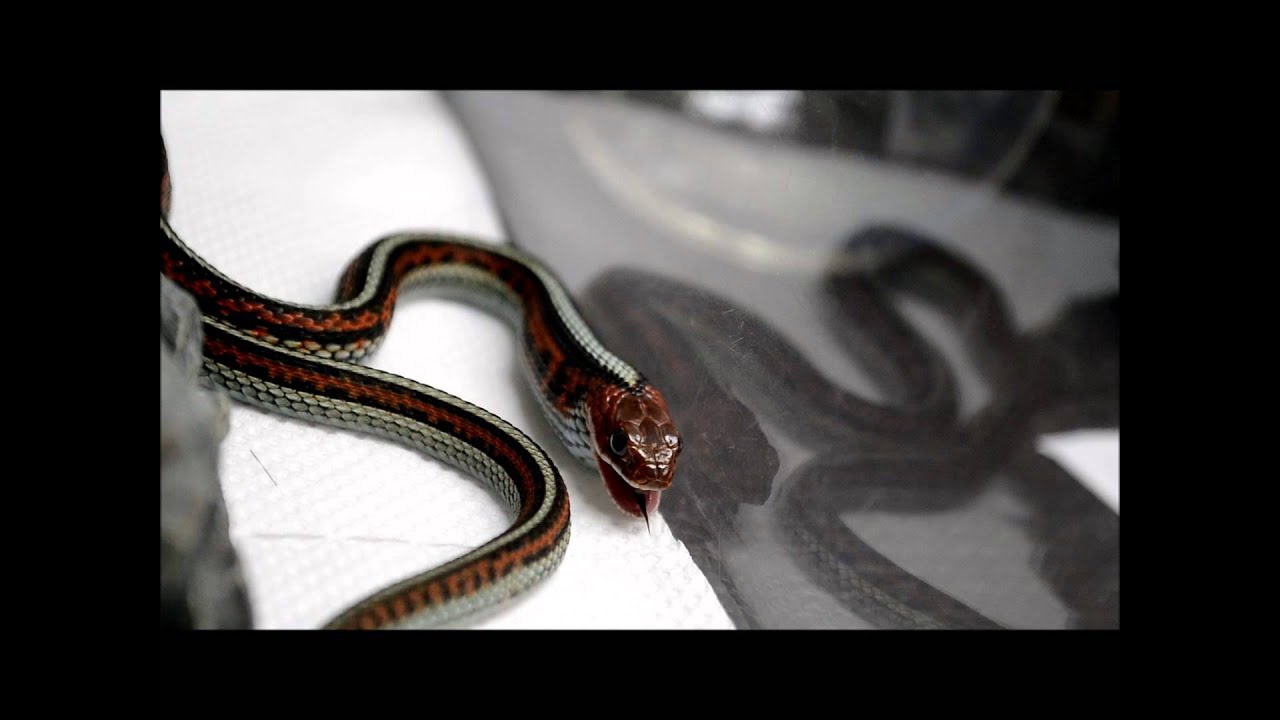 サンフランシスコガーター Thamnophis Sirtalis Tetrataenia のお食事 Youtube