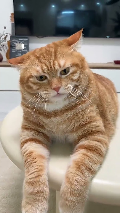 Having tolerated you for a long time Lao Deng's cute pet debut plan Cat's confusing behavior Big