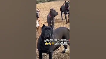 الو ولك الو هههههههههههه 