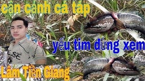 tổng hợp các video nhấp cá lóc đồng bằng vịt con và những pha xem hấp dẫn #fishing #lamtiengiang #