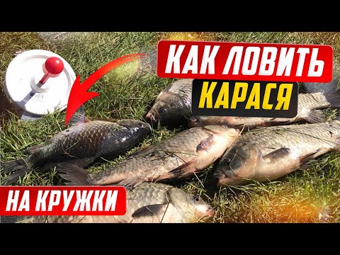 Ловля карася на кружки. Как поймать карася на кружки. Ловля на макуху.