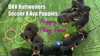 DKV Rottweilers Video Collection | 5W Secer X Ava puppies