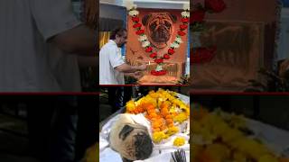 Parag Tyagi Broke Down In Front Of His Dog Simbas Funeral Photo After Shefali Jariwala