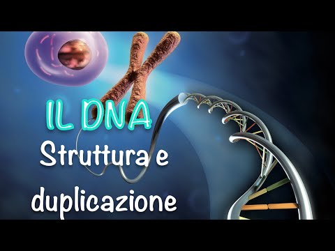 Video: Come si chiama metà di un filamento di DNA?