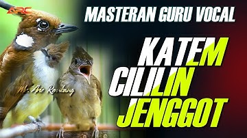 MASTERAN KAPAS TEMBAK GACOR - CILILIN - CUCAK JENGGOT