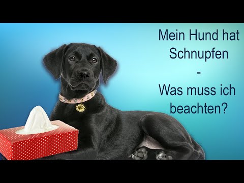 Video: Wie lange kann ein Hund mit Aspergillus leben?