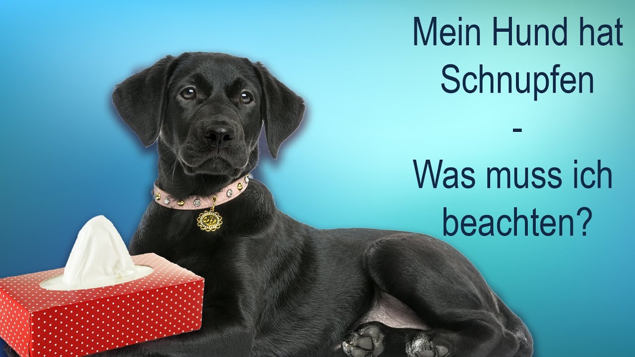 Tilskud bøf gammel Mein Hund hat Schnupfen – was muss ich beachten? - YouTube