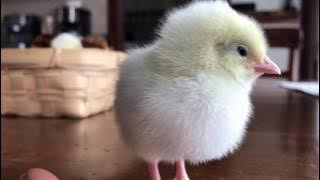 Baby chick sounds like a fire alarm