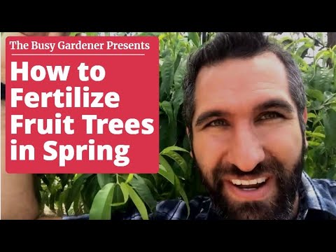Video: Forårsfodring af frugttræer og buske. Tidlig forårsfodring af unge frugttræer