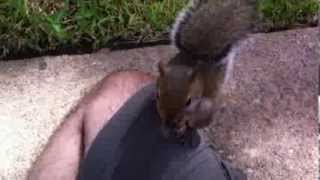 lap squirrel in Houston