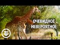 Очевидное - невероятное. Иммунитет. Передача 2 (1980)