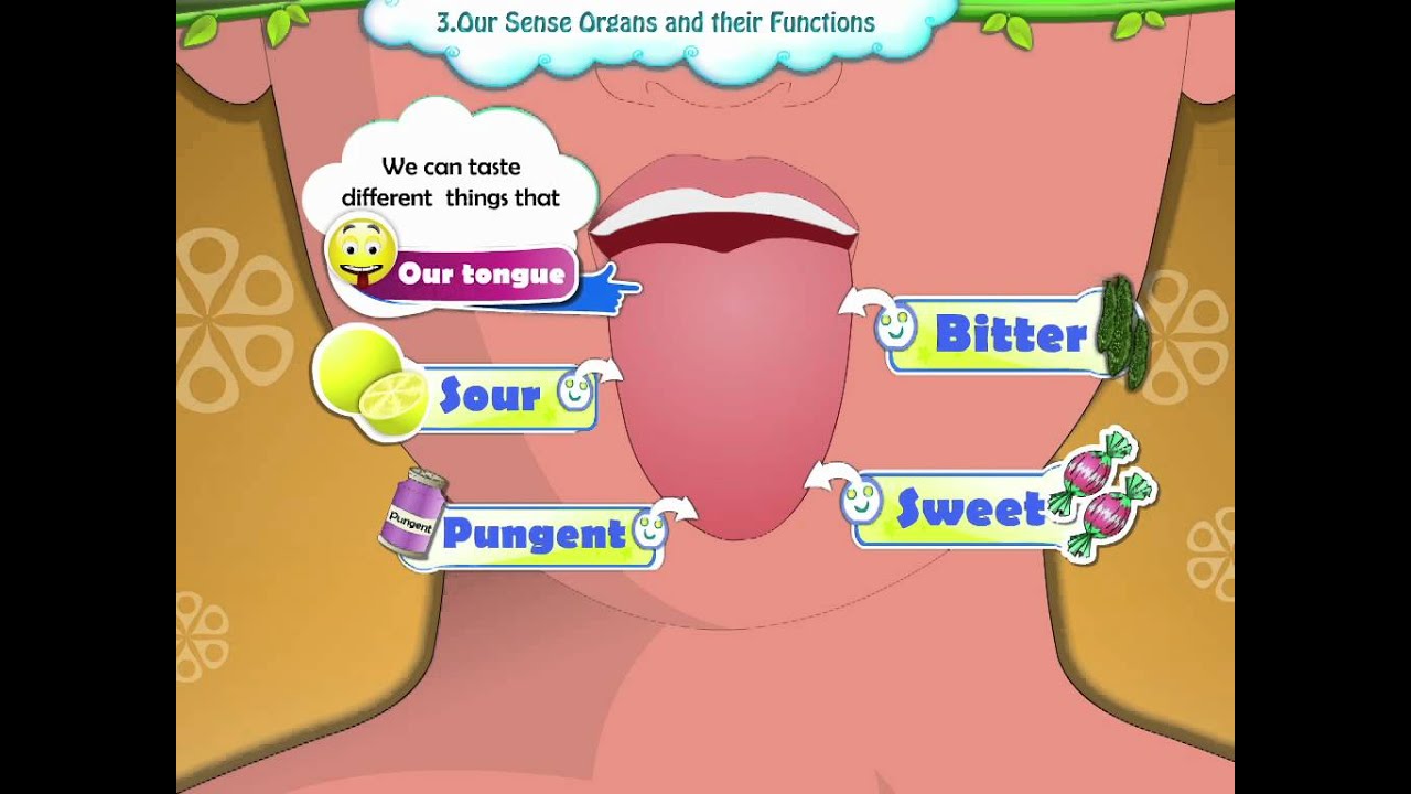 ⁣Learn Grade 1 - EVS - Our Sense Organs And Their Functions Standard