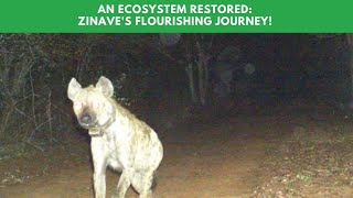 An Ecosystem Restored: Zinave's Flourishing Journey!