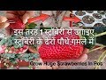 इस तरह 1 स्ट्रॉबेरी से उगाइए स्ट्रॉबेरी के ढेरों पौधे गमले में : How To Grow Strawberry By Seeds