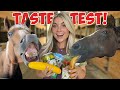 Horse taste test challenge
