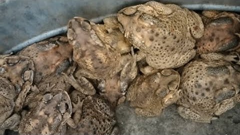 Nuôi Cóc làm giàu, đầu ra và giá cả