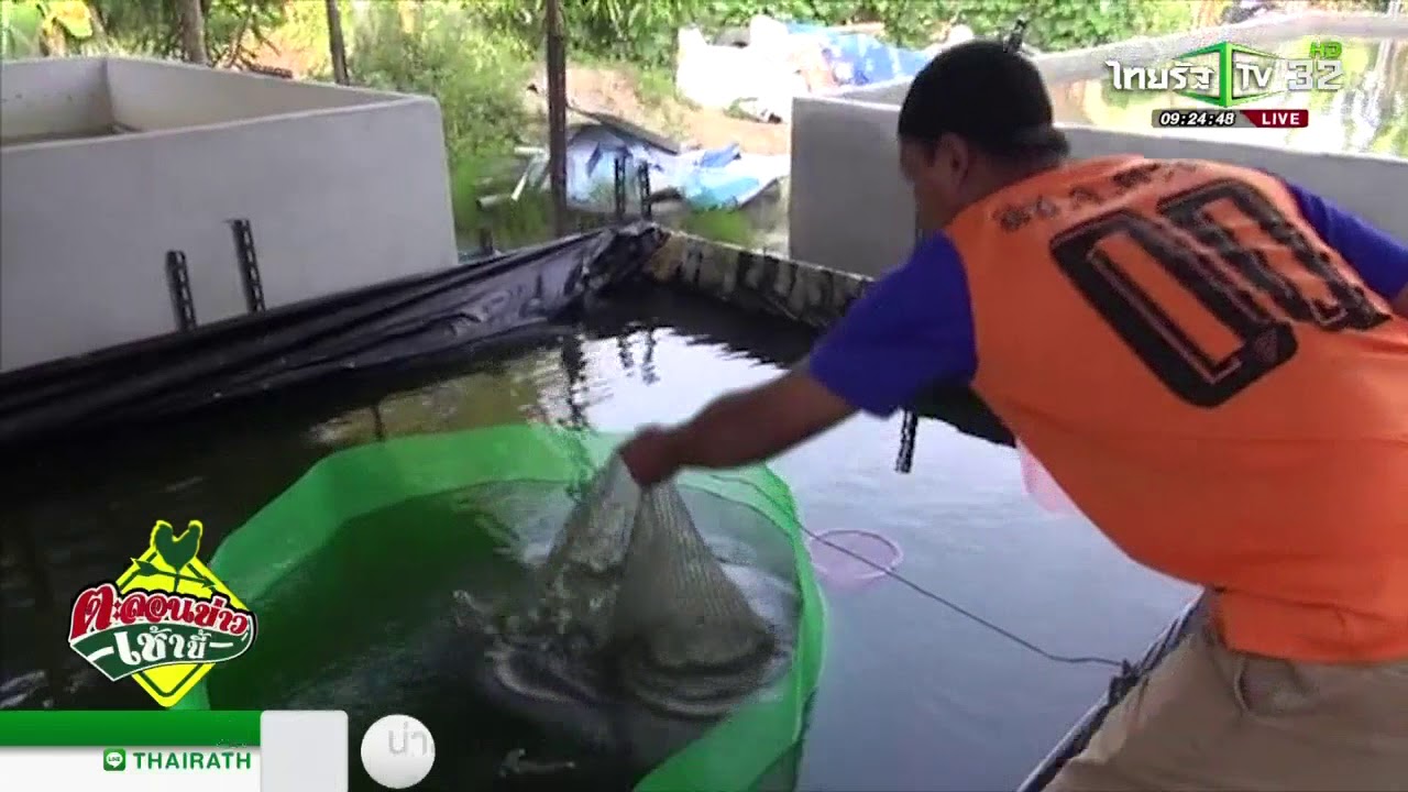 ยะลา "ฟาร์มกุ้งฝอย" หนึ่งเดียวในชายแดนใต้ | 05-02-61 | ตะลอนข่าวเช้านี้