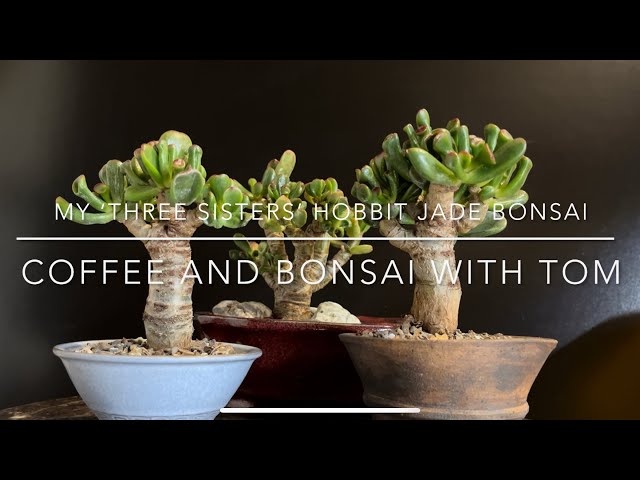 Pruning My Small Jade Plant Bonsai (Hobbit Crassula Ovata) - YouTube