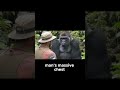 Gorilla Short