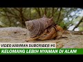Kelomang Hidup Nyaman di Alam Bebas | Relaxing Video | Crabpedia