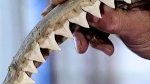 How to Fish Big Sharks with the Pros
