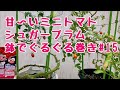 甘〜いミニトマト【シュガープラム】No.15ベランダでも簡単！鉢でぐるぐる仕立て