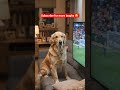 Football Fan Dog #usa #american # dog comedy #viral shorts #memedog #petreels #funnyreel #funniest