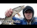 Ловля щуки на жерлицы и мормышку. Зимняя рыбалка.