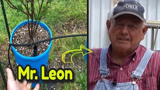 I DON'T FOLLOW MR. LEON'S PROGRAM  HOW I FERTILIZE MY WICKING TUBS... and WHY