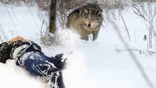 Верность Волка! Это Невероятно,Но Он Это Сделал!