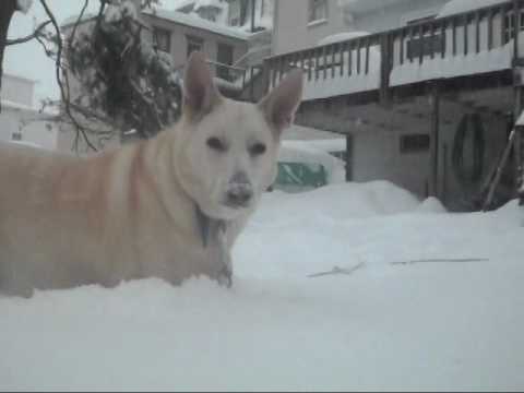 Lacey Snow Photo 1