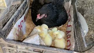 İki Gurk Birden Yatırdık Bugün 21. Gün Etraf Civciv Kaynıyor Maşallah 🐥🥰 Egg Hatching