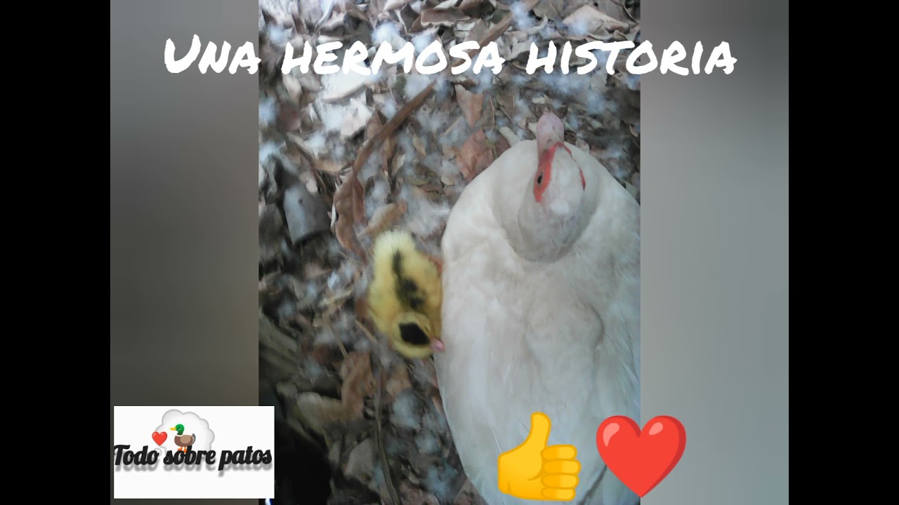 Cría de patos