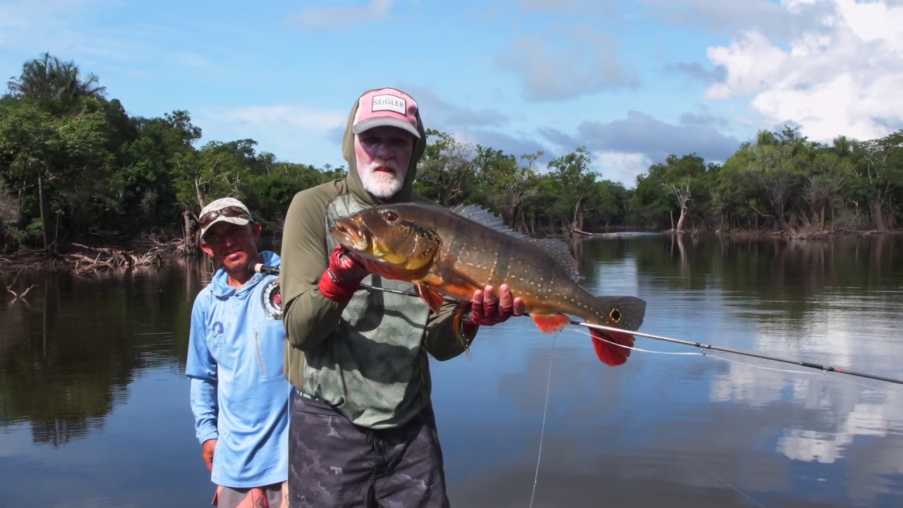 Peacock Bass on the Rio Negro Brazil