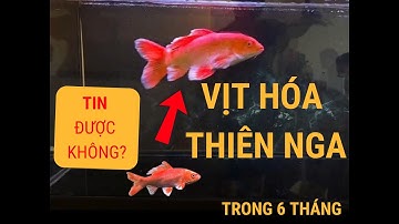 [6 THÁNG SAU] Cá Chép Phi Tần Đỏ Lột Xác Ngoạn Mục! | Feedback Thực Tế