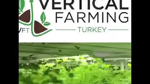 Vertical Farming Turkey - Parsley Grow Area