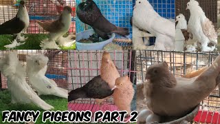 Fancy pigeons | black nun kabutar | porter sitenite American fantails black porter & Lahori siraji