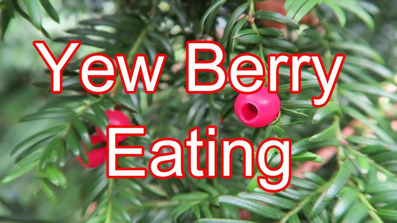 Forbidden Fruit Yew Berry Eating YouTube