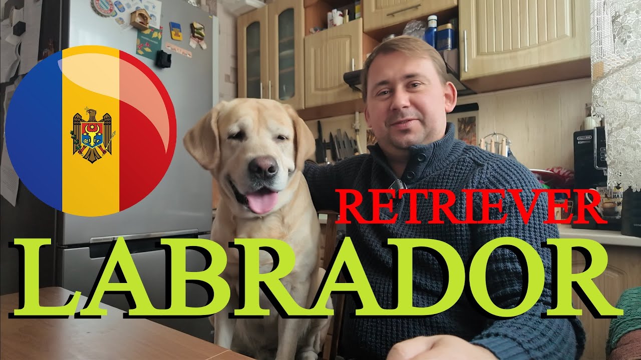 🦮 ЛАБРАДОР-РЕТРИВЕР. ВСЕ ЧТО НУЖНО ЗНАТЬ О ПОРОДЕ 🎯🐶 