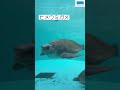 ウミガメ館のウミガメ