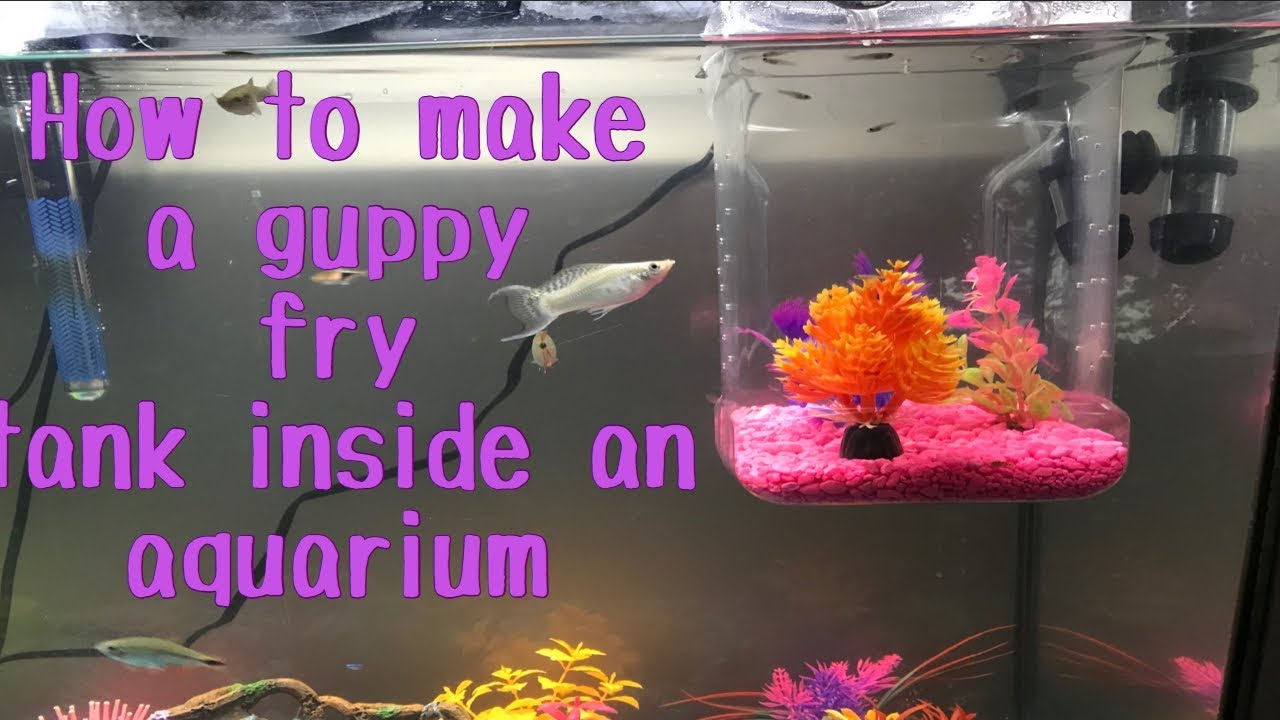 DIY Guppy Fry Breeder Box YouTube
