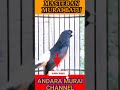 Shorts Best Bird Sounds for Relaxation and Focus |  #BirdSounds #NatureSounds