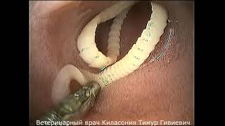 Гастроскопия у кошки с гельминтами в тонком отделе кишечника. Гастроскопия у кошки с гельминтами в тонком отделе кишечника.