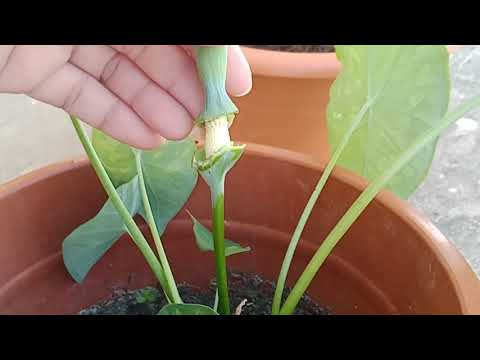 Video: Caladium Zweifarbig