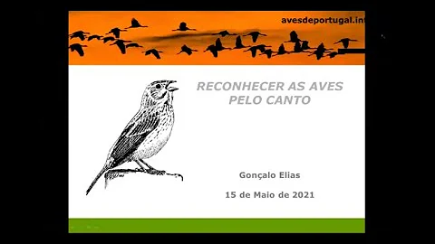 Tem como identificar um pássaro pelo canto?