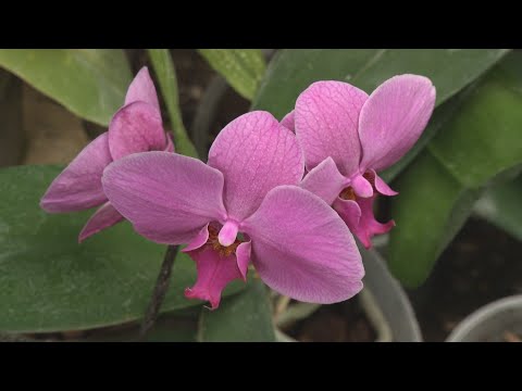 Video: Kaip Priversti Orchidėją žydėti? Kodėl Auga Tik Lapai Ir šaknys? Ką Reikia Padaryti, Kad Orchidėja žiemą žydėtų Namuose?
