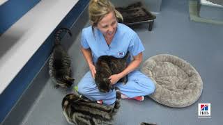 [힐스] 한 발 앞선 영양 (30s) screenshot 4