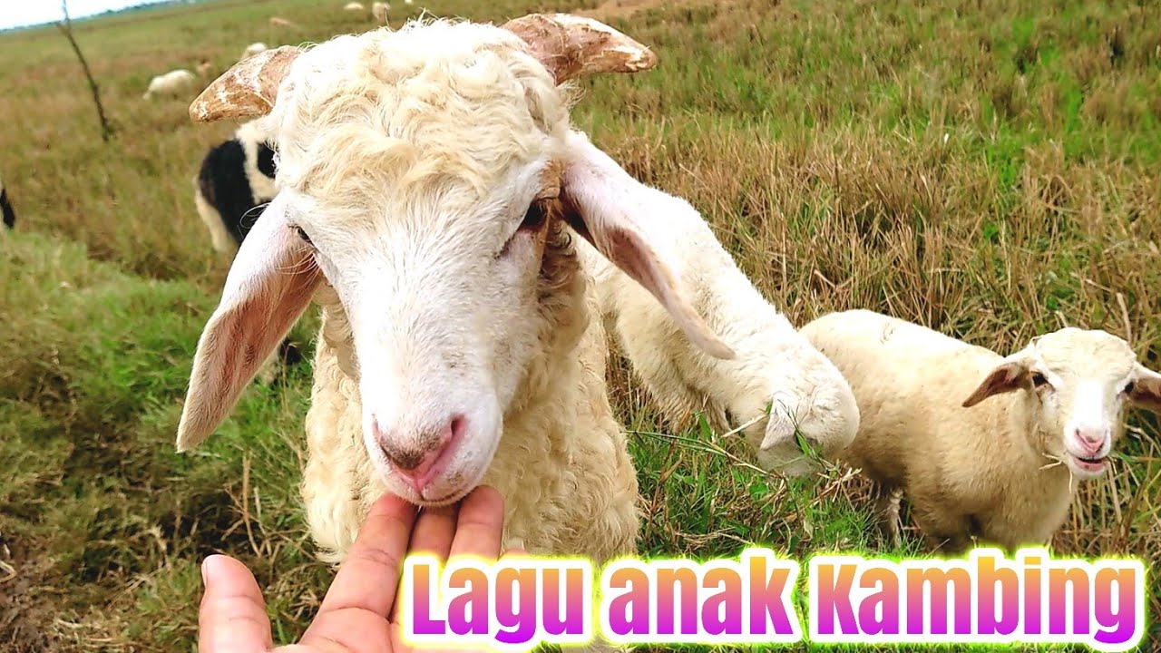 Full Lagu Anak Kambing Saya - YouTube