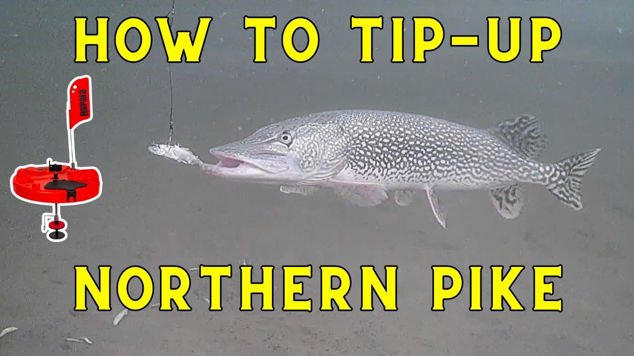 How To Tip-Up Fish Northern Pike (Complete Guide) 